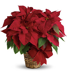 Red Poinsettia from Gilmore's Flower Shop in East Providence, RI